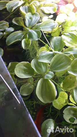 Аквариумные растения