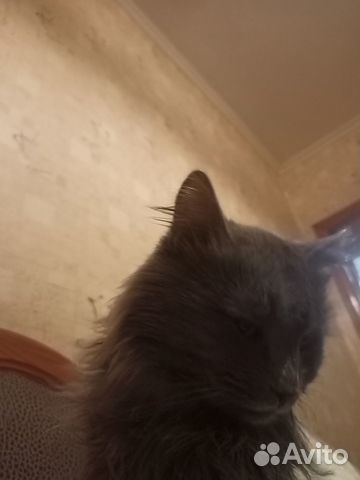 Продам котенка