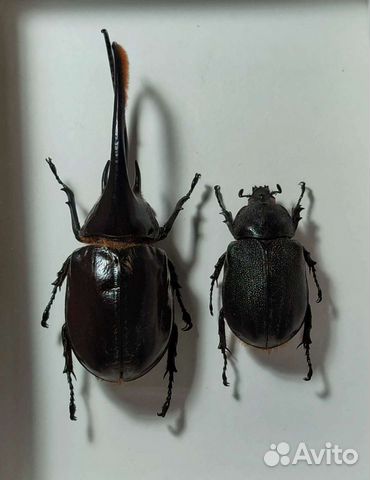 Жук в деревянной рамке под стеклом