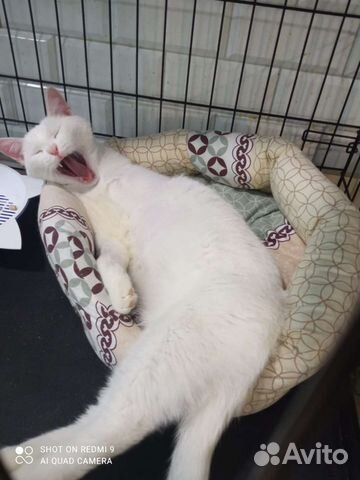 Барон Котаус в добрые руки