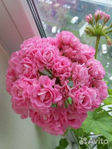 Пеларгония (герань) сортовые