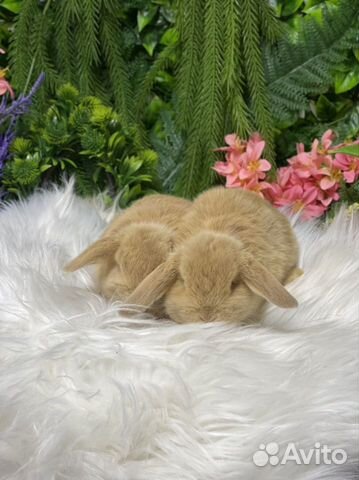 Кролики мини нежные, ручные