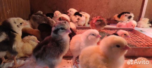 Цыплята, курочки, кеклики, инкубационные яйцо