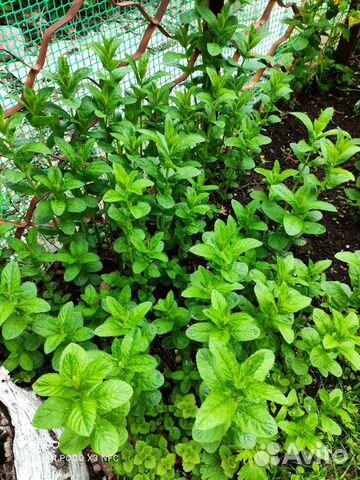 Мята, мелисса