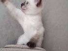 Сиамский котенок(девочка) объявление продам