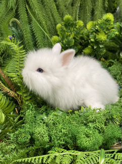Царский Кролик