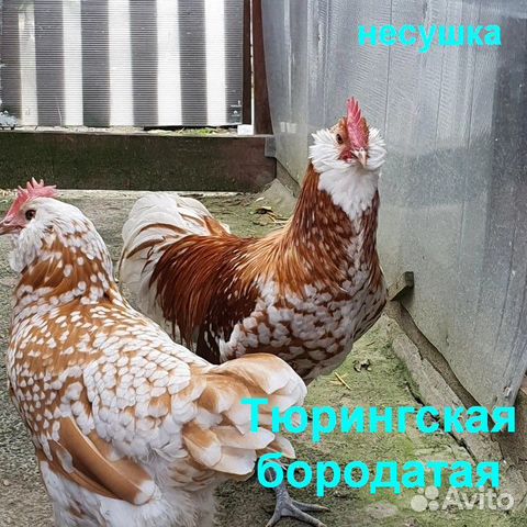 Сильверудд,Тюрингская -яйцо инк