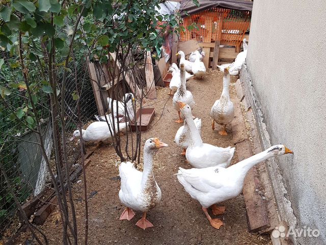 Утки на мясо