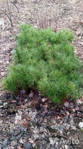 Сеянцы кедр Сибирский