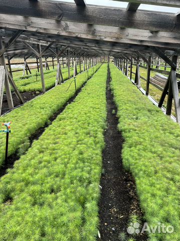 Сосна с окс сеянцы саженцы лесовосстановления