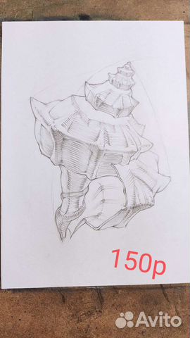 Учебные рисунки графика ракушки и жуки