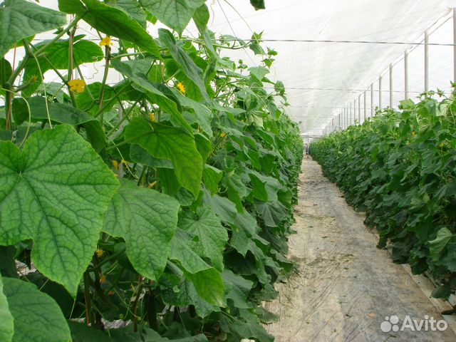 Разнорабочий в теплицу в Кольцово