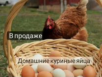 Яйцо домашнее куриное. Инкубационное яйцо куриное