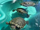 Красноухая черепаха с бассейном