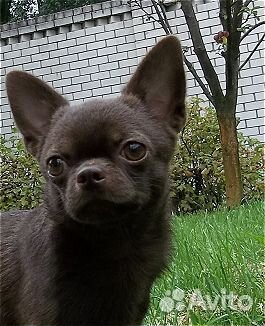 Шоколадный кобель для вязки маленького размера