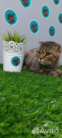 Стрижка кошек и котов