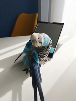 Уход за птицами передержка попугаев