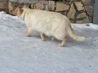 Найден кот или кошка сиамской или тайской породы с объявление продам