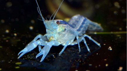 Крабики, раки