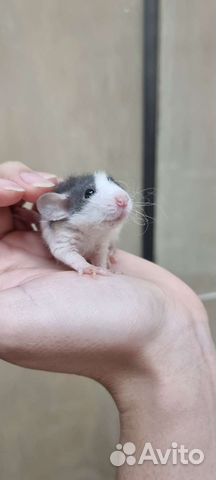 Крысята крысы дамбо рекс хаски