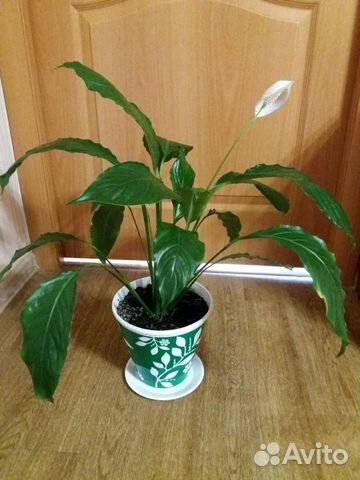 Спатифиллум женское счастье
