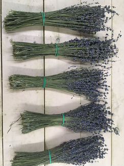 Лаванда оптом