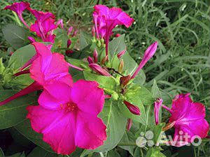 Мирабилис (ночная красавица) Семена 10 шт