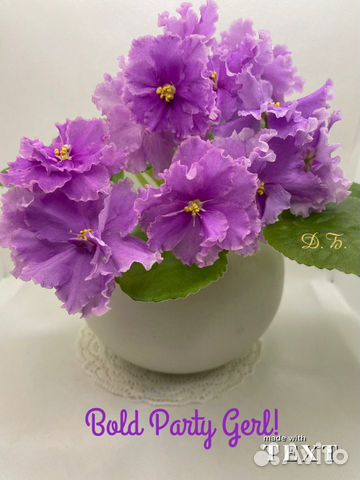 Фиалка (свеже срезанные черенки.)