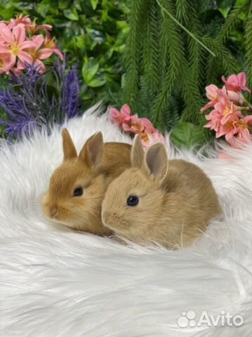 Беличьи кролики