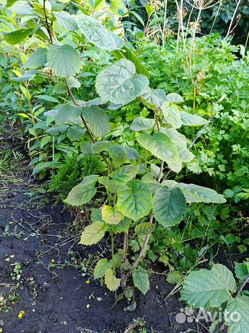 Лещина Орех