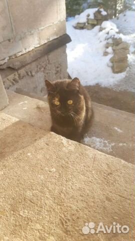 Отдам в добрые руки