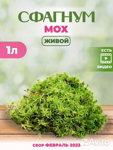 Мох сфагнум живой