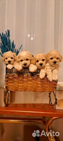 Мальтипу ф1