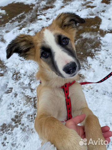 Щенок ищет родителей