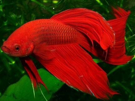 Рыбка Петушок