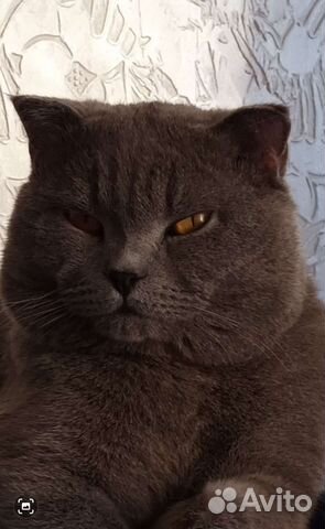 Шотландский кот вязка