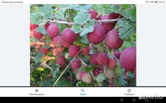 Красный крыжовник,саженцы