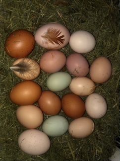 Инкубационное яйцо Маран Амераукана Билефельдер