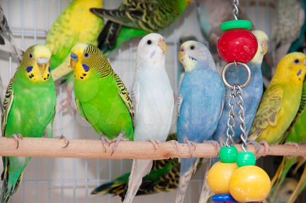 Волнистые попугаи для каждого. Большой выбор