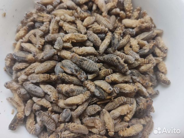 Сверчки банановые предымаго 100 гр заморозка