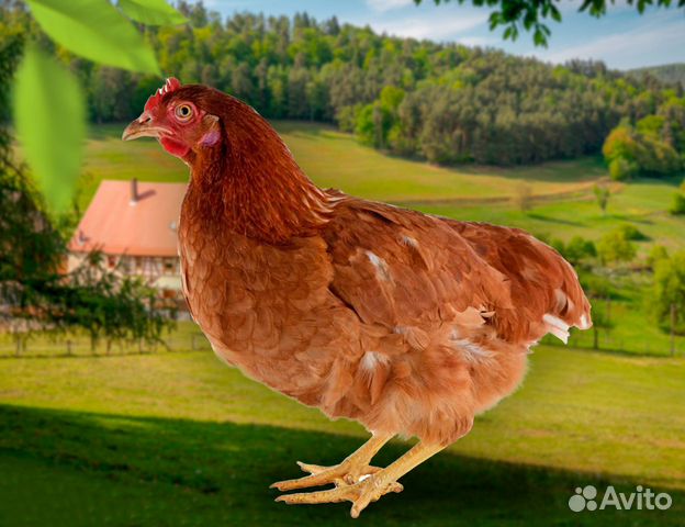 Цыплята суточные несушки Ломан Браун