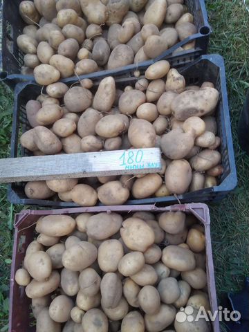 Семенной картофель:сарпо миро, сынок,уника