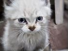 Тайская котята объявление продам