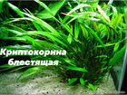 Аквариумные растения, Растения для аквариума объявление продам