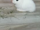 Продам кролика с переноской объявление продам