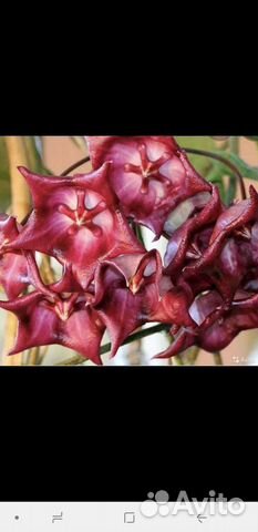 Хойи сортовые