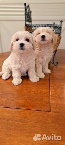 Мальтипу ф1 мини и стандарт