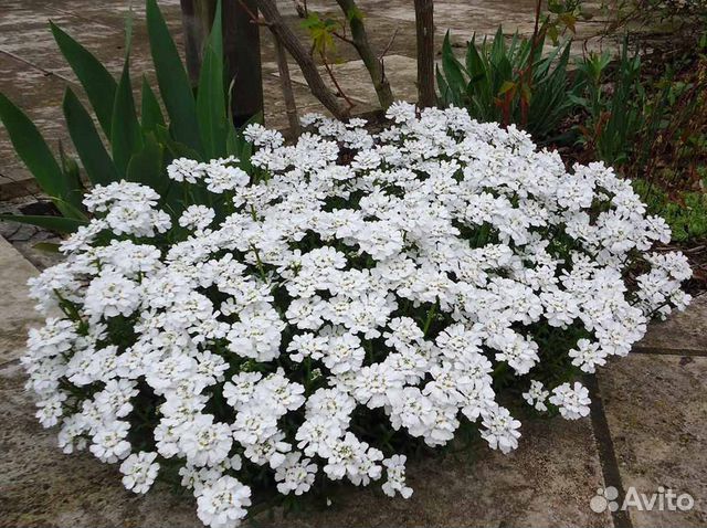 Иберис многолетний купить в Санкт-Петербурге | Товары для дома и дачи ...