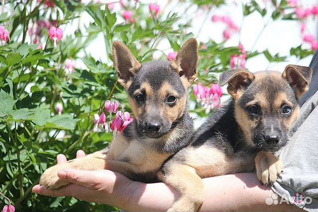 животные люберец