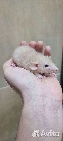 Крысята крысы дамбо стандарт фавн альбинос сиамы